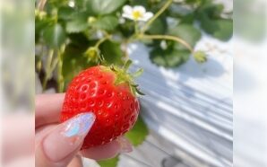 いちご狩り🍓